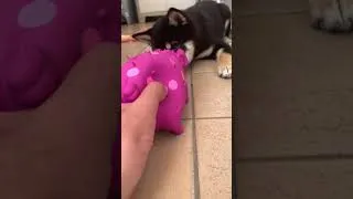 Thumbnail: SHIBA INU RANDOM MOMENTS #3