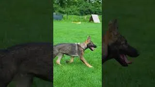 Thumbnail: Stop LYING about your puppy!