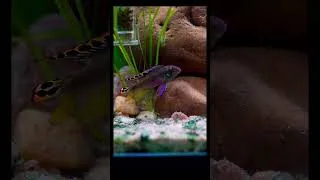 Thumbnail: Freshwater #plantedtank #aquarium
