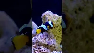 Thumbnail: #saltwater #aquarium #marine