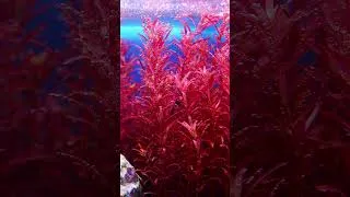 Thumbnail: #rotala #rotundifolia #aquaticplant