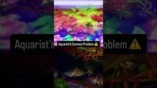 Thumbnail: Do you see a problem? #aquarium #algaebloom #plantedaquarium