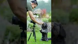 Thumbnail: Shih tzu dog as Cameraman 😂🤩🐶