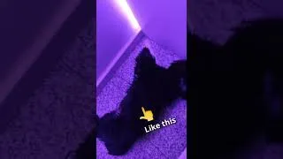 Thumbnail: How a Shih tzu Puppy edits its Videos 😂🐶