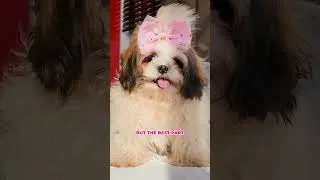 Thumbnail: A Must have Product for all pet owners - PetSnowy Pet Air Purifier