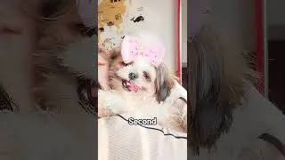 Thumbnail: Thinking about getting a Shih Tzu?