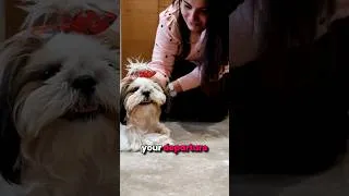 Thumbnail: Anxious Shih Tzu? Do this!