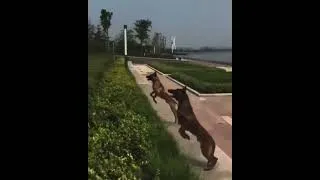 Thumbnail: Dogs Jump !!   Watch how they use the body.