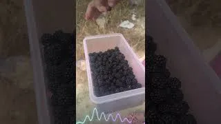 Thumbnail: Natural blackberry picking is already on its fourth harvest.🫐🫐🫐🫐🫐