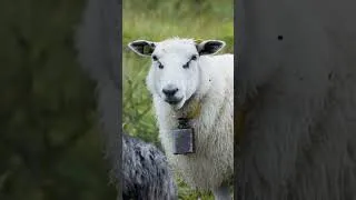 Thumbnail: Norwegian Sheep Munching #norway #sheep