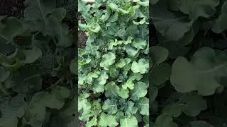 Thumbnail: Little garden tour! #gardening #springdiaries