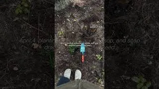 Thumbnail: What do you guys thing? Will they survive out there??? #garden #zone5