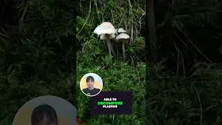 Thumbnail: Purpose of fungi #mushrooms