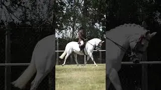 Thumbnail: HOYS Veteran class 💗 #showing #horses #connemara