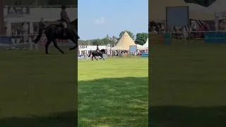 Thumbnail: Donny winning at the Suffolk Show ❤️ #horse #showing #equestrian