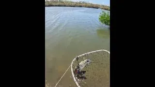 Thumbnail: Handling Blue Crabs in Florida