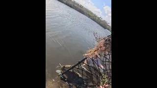 Thumbnail: Chaotic Crab Catch!