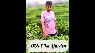 Thumbnail: Ooty Tea Garden, Ooty Tea Estate #shorts