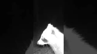 Thumbnail: Raccoon Mugshot! #Busted #mugshot #wildlife #raccoon