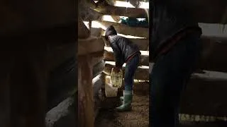 Thumbnail: Morning Hay for the Herd #shorts #cow #village