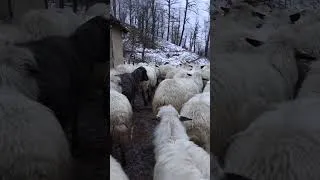 Thumbnail: Herding in winter #shorts #winter #mountain