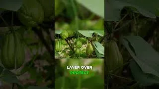 Thumbnail: Grow 100 Fruits in 1 Plant: Chayote's Secret