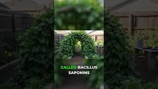 Thumbnail: Spinach Is Dead—Try This Instead #gardening #plants #health