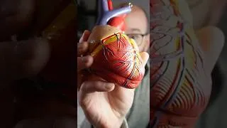 Thumbnail: Coronary Arteries - Can you name them all? #anatomy #coronary #arteries