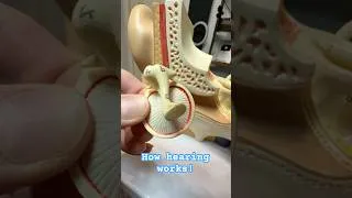 Thumbnail: How Hearing Works (3D Anatomical Model)