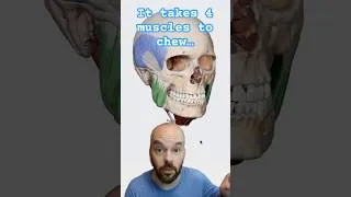 Thumbnail: Muscles of Mastication