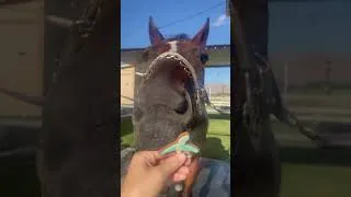 Thumbnail: His favorite cookies 🍪 #jesuslovesyou #horse #equestrianjourney #horseenthusiast #equestrian #hors