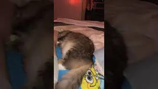 Thumbnail: Queen size bed but Kai wants my space #shorts #shortsvideo #shortsfeed #cat #catvideos #catvideo