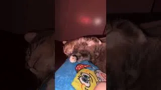 Thumbnail: Sleepy nights with Kai #shorts #shortsfeed #cat #catvideos #catvideos