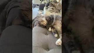 Thumbnail: Nap time with Kai #shorts #shortsfeed #cat #catvideos #catvideo