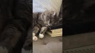 Thumbnail: Kai moving during his naps #shorts #shortsfeed #shortvideo #cat #catvideos #catshorts