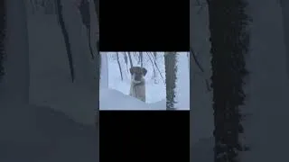 Thumbnail: Trapped in -21°C Extreme Cold with Only a Fire | How NOT to Freeze to Death!