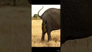 Thumbnail: Monkey Tried To Prank The Elephant… Instant Regret! 😂