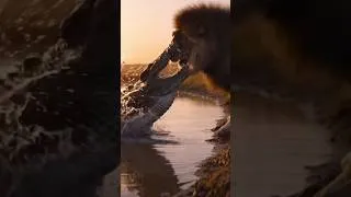 Thumbnail: Crocodile Vs Lion 🦁 #lion #crocodile #animals