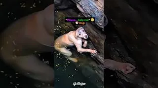 Thumbnail: This Dog Was Trapped in a Deep Well… Then Help Arrived 🐶