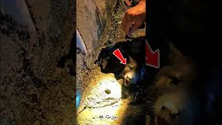 Thumbnail: This Puppy Was Trapped in a Tiny Hole… 🐶