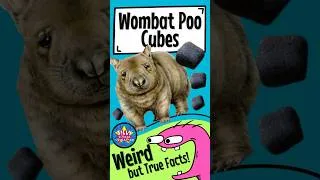 Thumbnail: Weird Animal Facts - Wombat Poo! #shorts #animals #facts