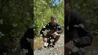 Thumbnail: Butterflies Landing on My Hands 🦋