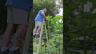 Thumbnail: Okra Tree😂