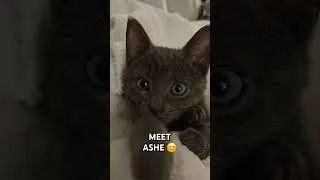 Thumbnail: Meet Ashe the Cat