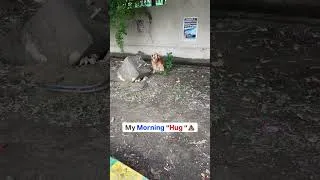 Thumbnail: Funny dog video