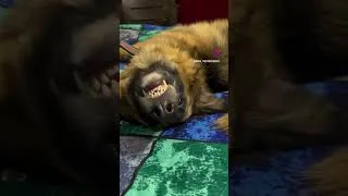 Thumbnail: Cute funny dog video #shorts #goldenretriever #labrador #puppy #doglover #trending #love #viral