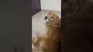 Thumbnail: Cute dog video #shorts #goldenretriever #labrador #puppy #doglover #trending #love #viral