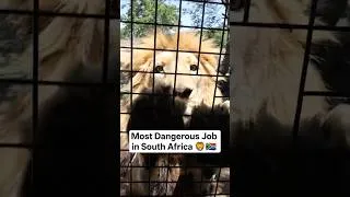 Thumbnail: Most Dangerous Job in South Africa 🦁🇿🇦