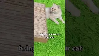 Thumbnail: I made this for my cat and he was very surprised