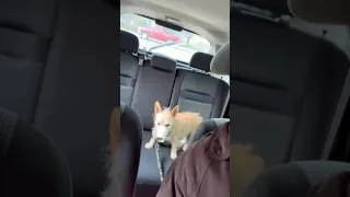 Thumbnail: Scooter liked his first pup cup